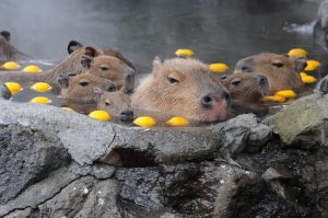 138785687777805539225_dsc_8552