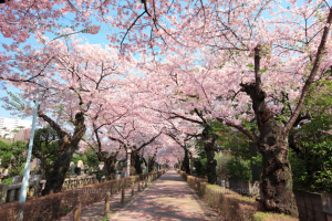 ohanami04